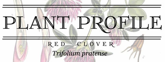 Plant Profile: Red Clover