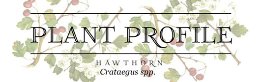 Plant Profile: Hawthorn