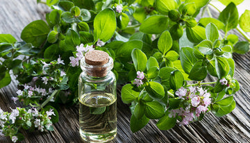 What Oregano Oil Does in Oral Care (And Why It’s So Powerful)