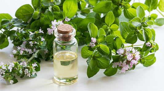 What Oregano Oil Does in Oral Care (And Why It’s So Powerful)
